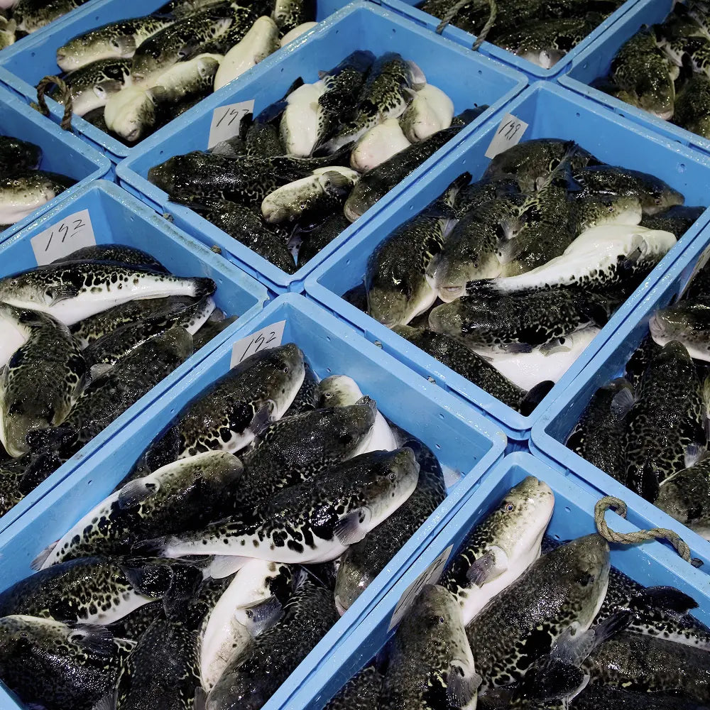 能登ふぐとは？